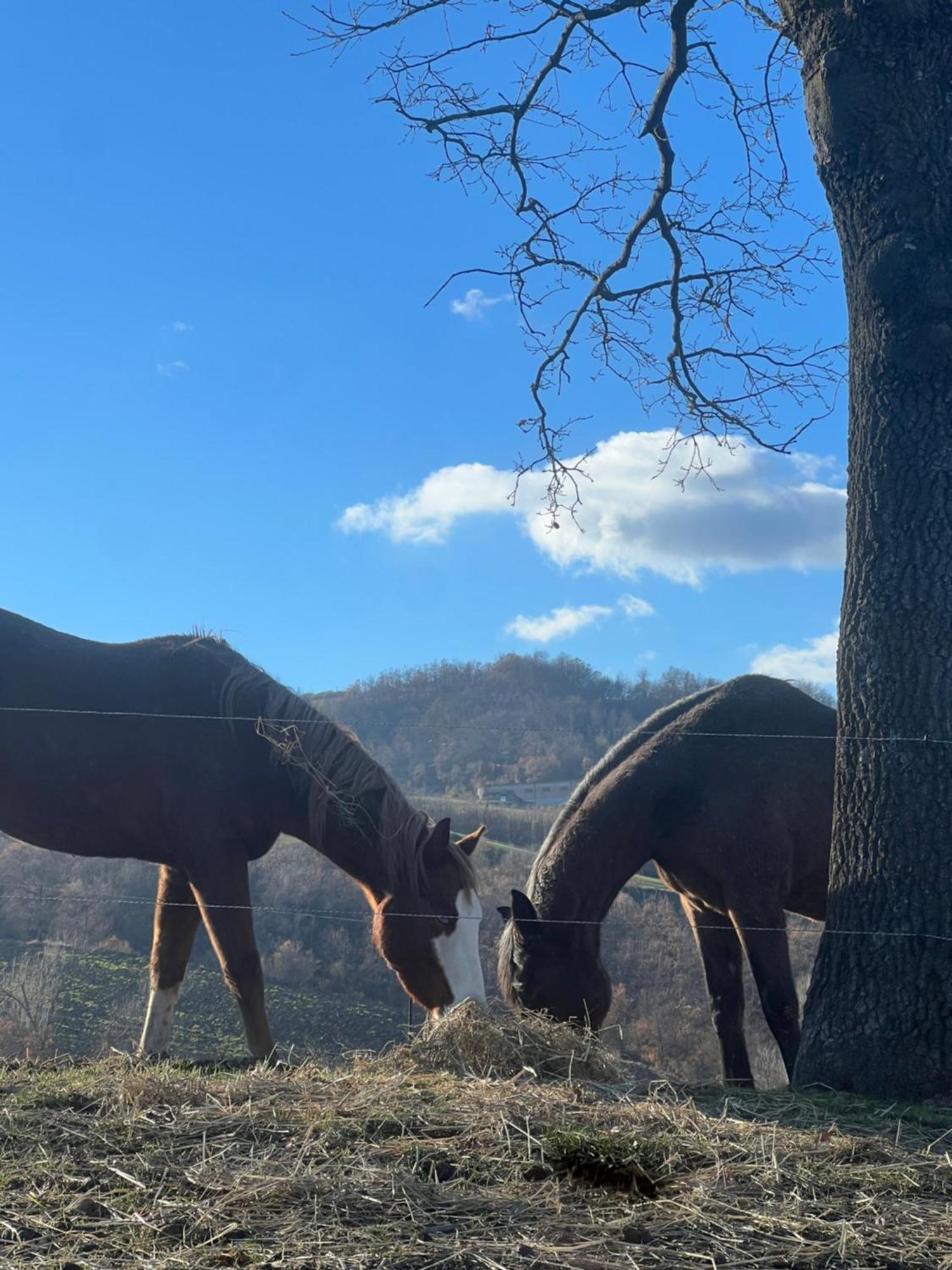 Agriturismo Prato Del Re Prignano sulla Secchia Esterno foto