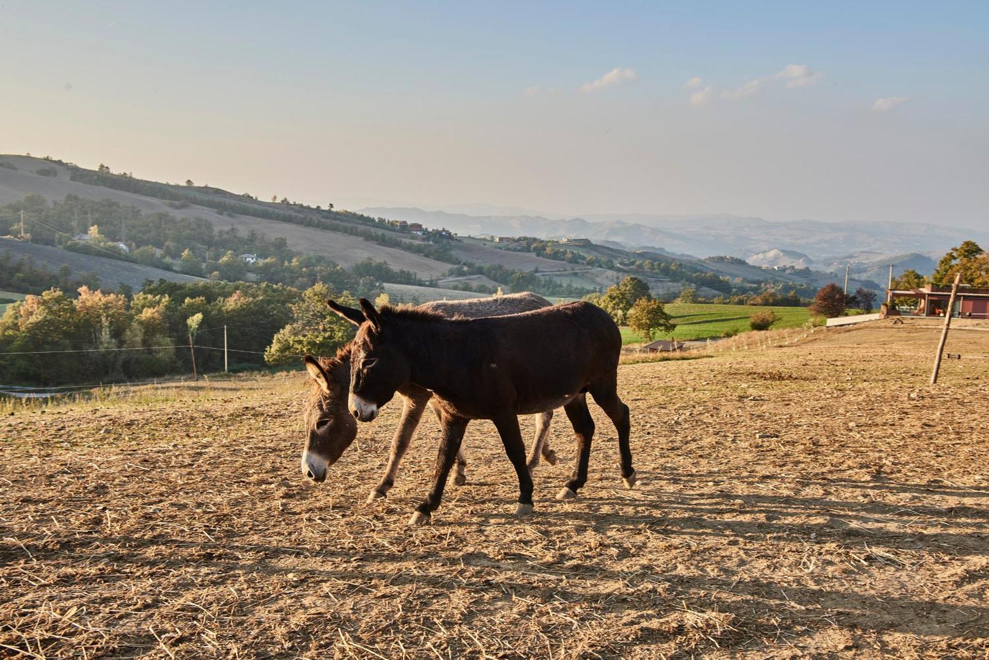 Agriturismo Prato Del Re Prignano sulla Secchia Esterno foto